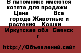 В питомнике имеются котята для продажи › Цена ­ 30 000 - Все города Животные и растения » Кошки   . Иркутская обл.,Саянск г.